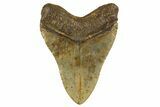Fossil Megalodon Tooth - Huge NC Meg #328299-2